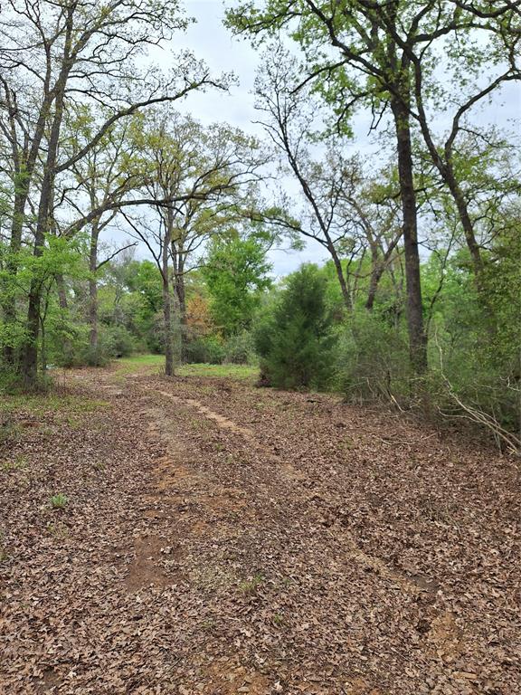 3371 Fm-3371 Path Groesbeck, TX 76642 - Photo 16 of 19 a view of a yard with a tree
