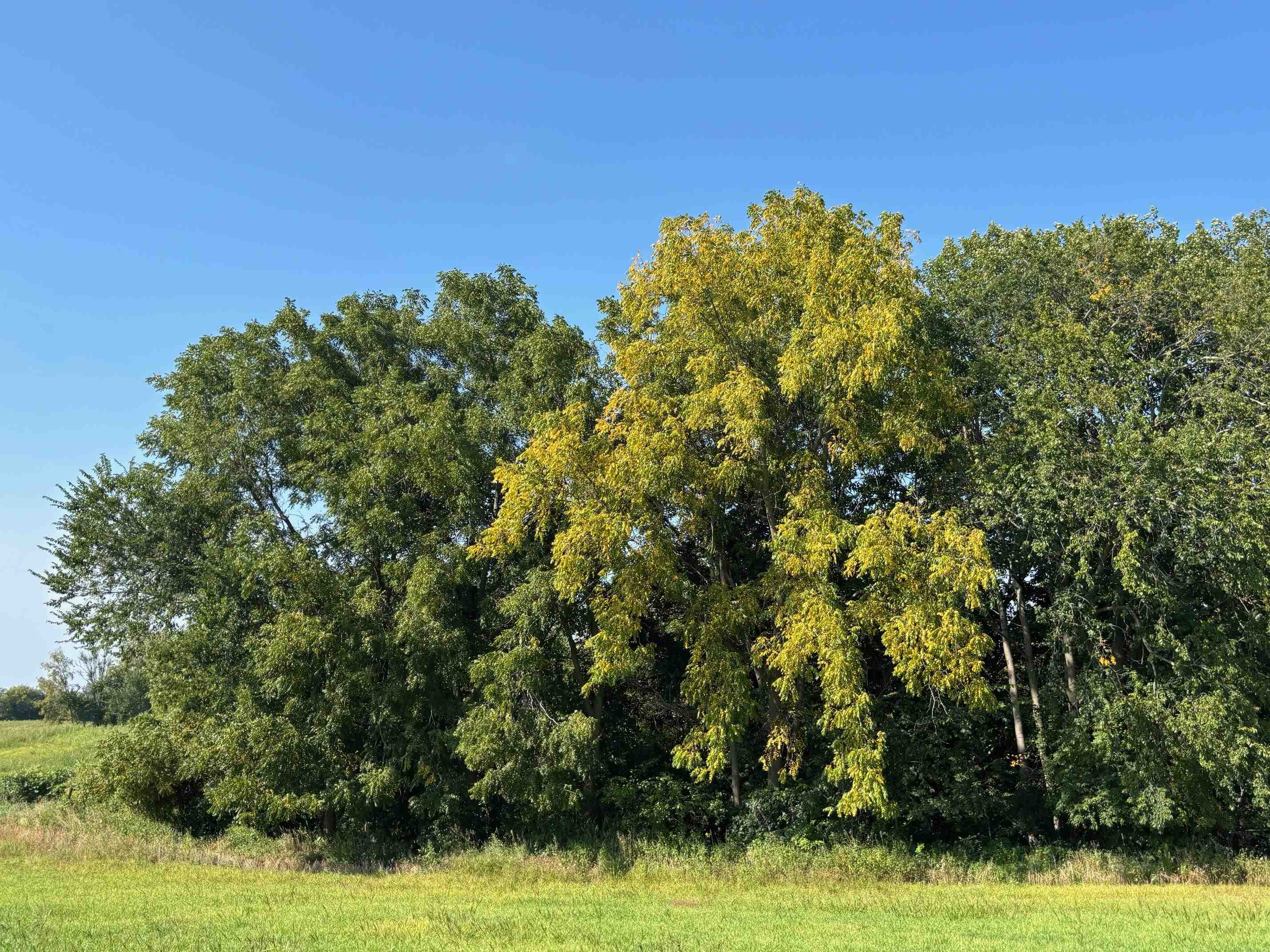 Koecke Lane Bagley, WI 53801 - Photo 37 of 62