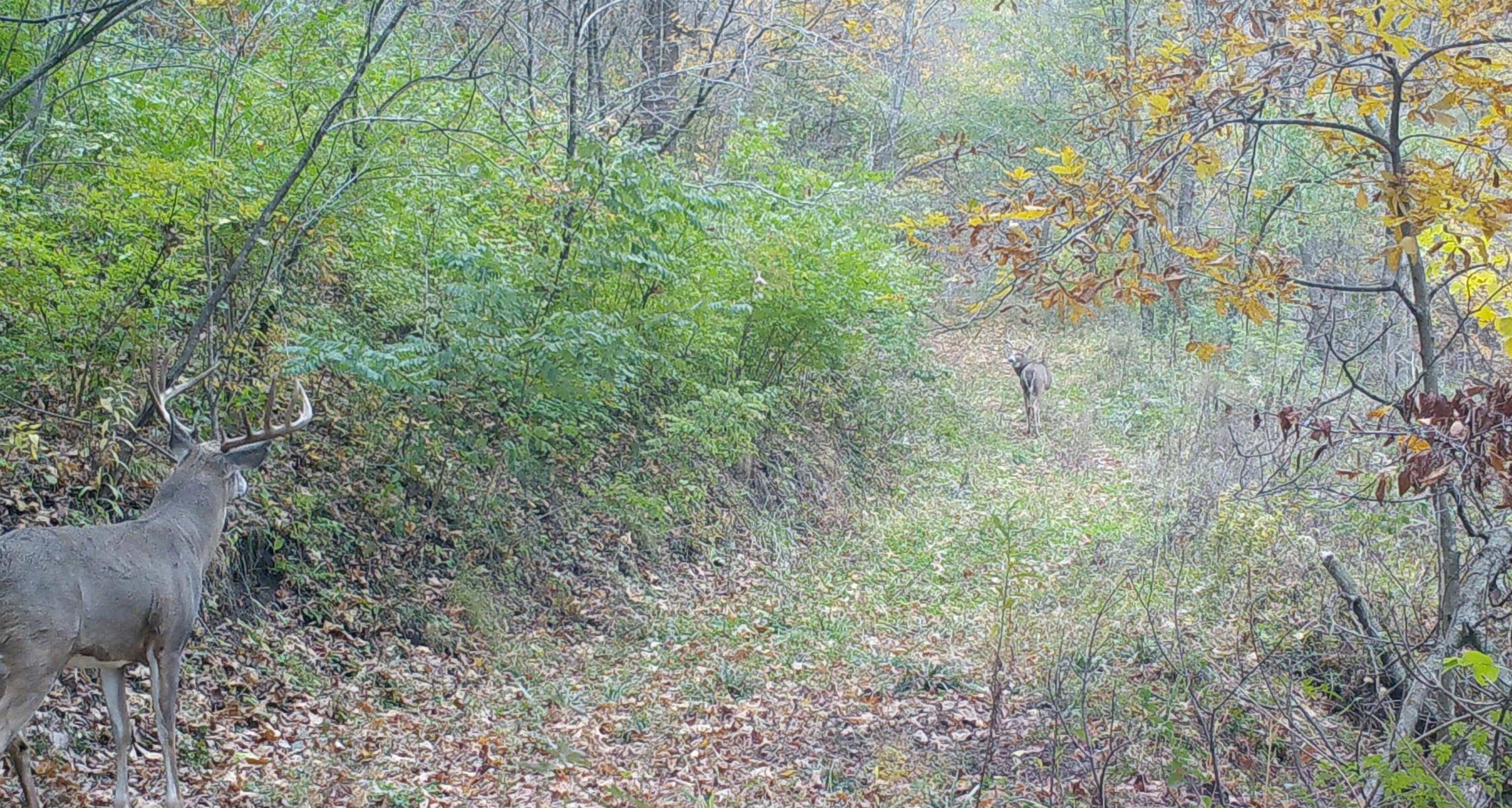 Koecke Lane Bagley, WI 53801 - Photo 51 of 62