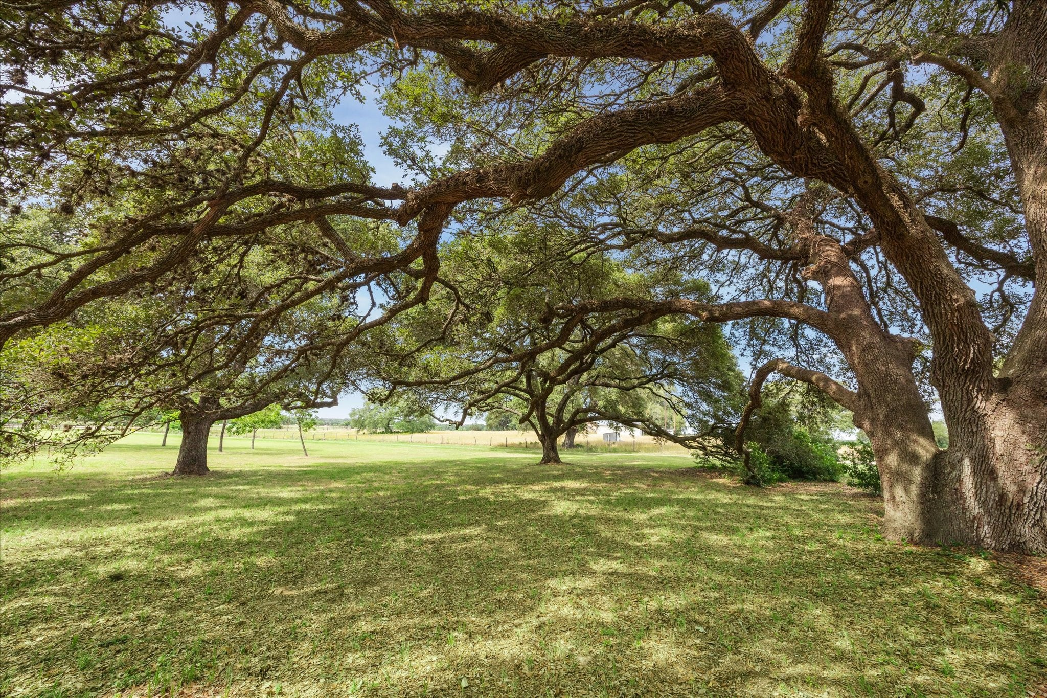 3834 Farm To Market Road 949 Cat Spring, TX 78933 - Photo 40 of 50 a view of yard with trees