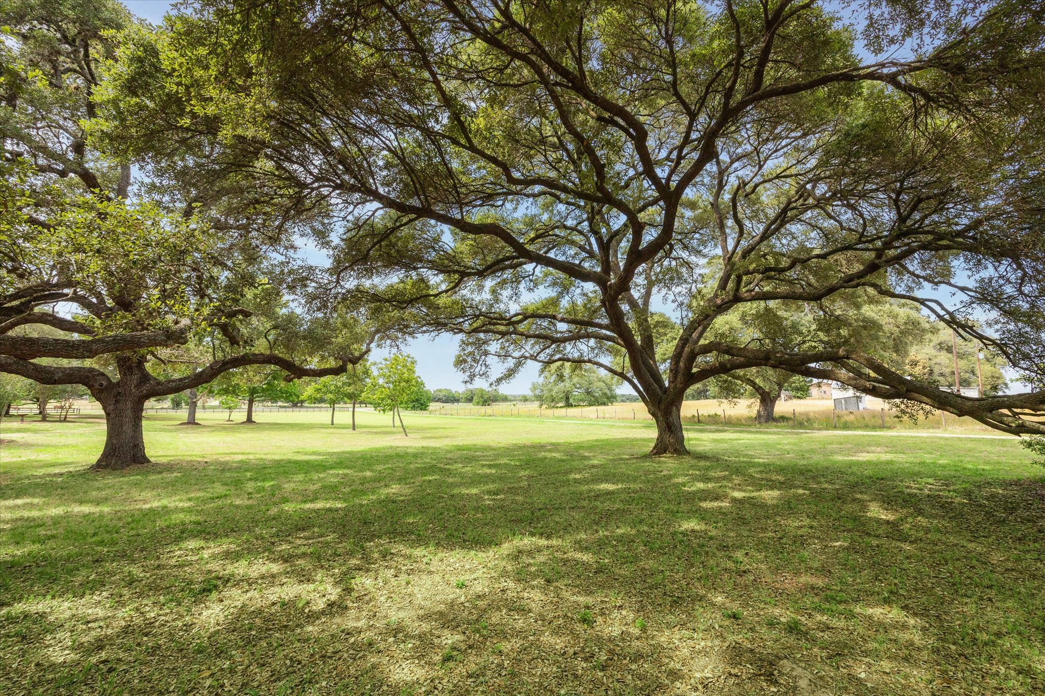 3834 Farm To Market Road 949 Cat Spring, TX 78933 - Photo 43 of 50 a view of yard with tree and green space