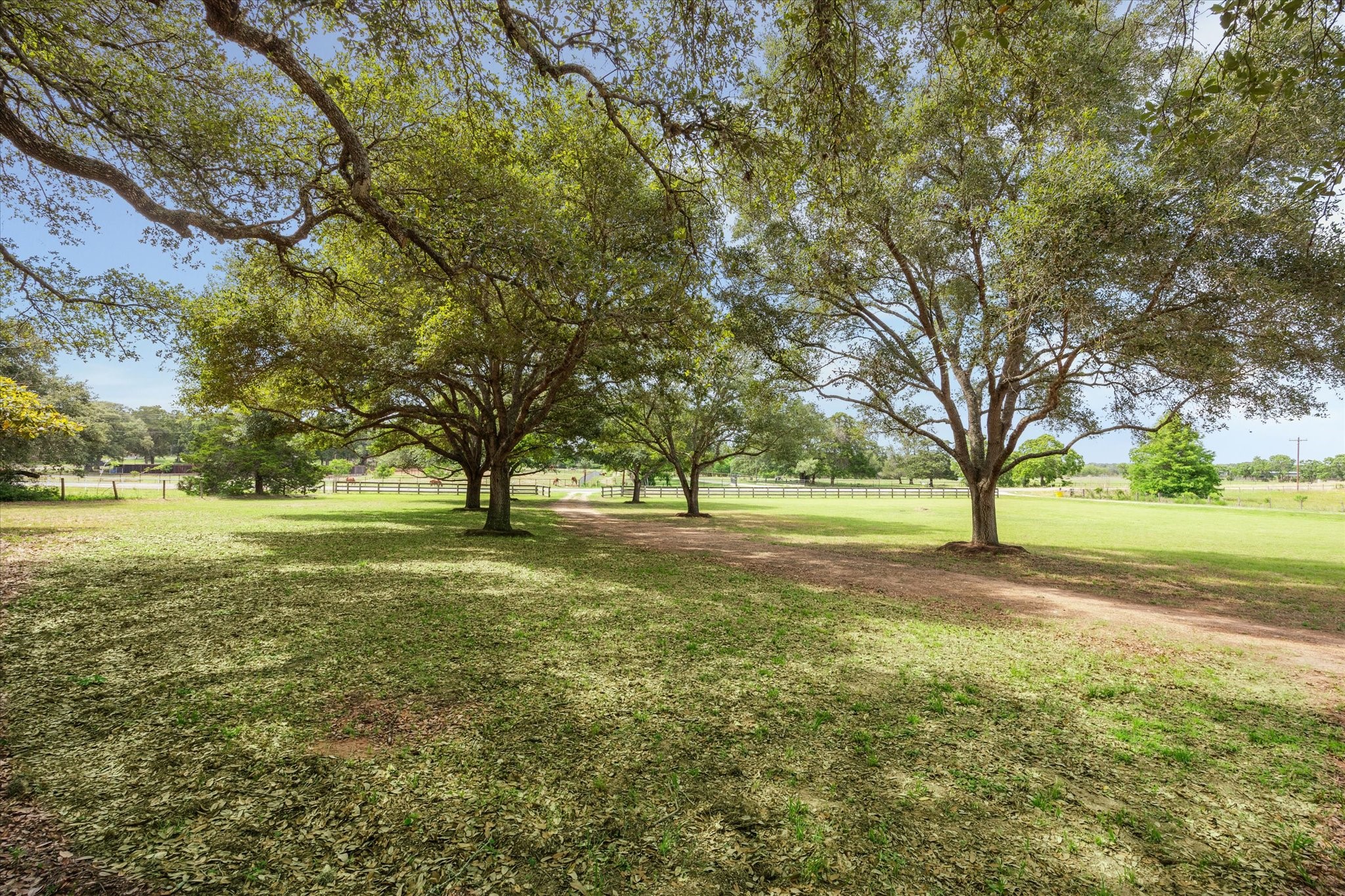 3834 Farm To Market Road 949 Cat Spring, TX 78933 - Photo 9 of 50 a view of yard with trees