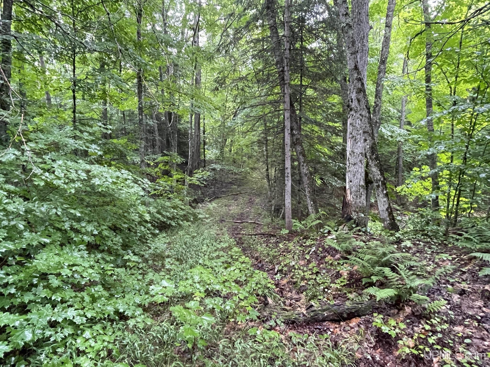 Tbd Carpenter Lake Road Seney, MI 49883 - Photo 23 of 28 Gallery Image 23