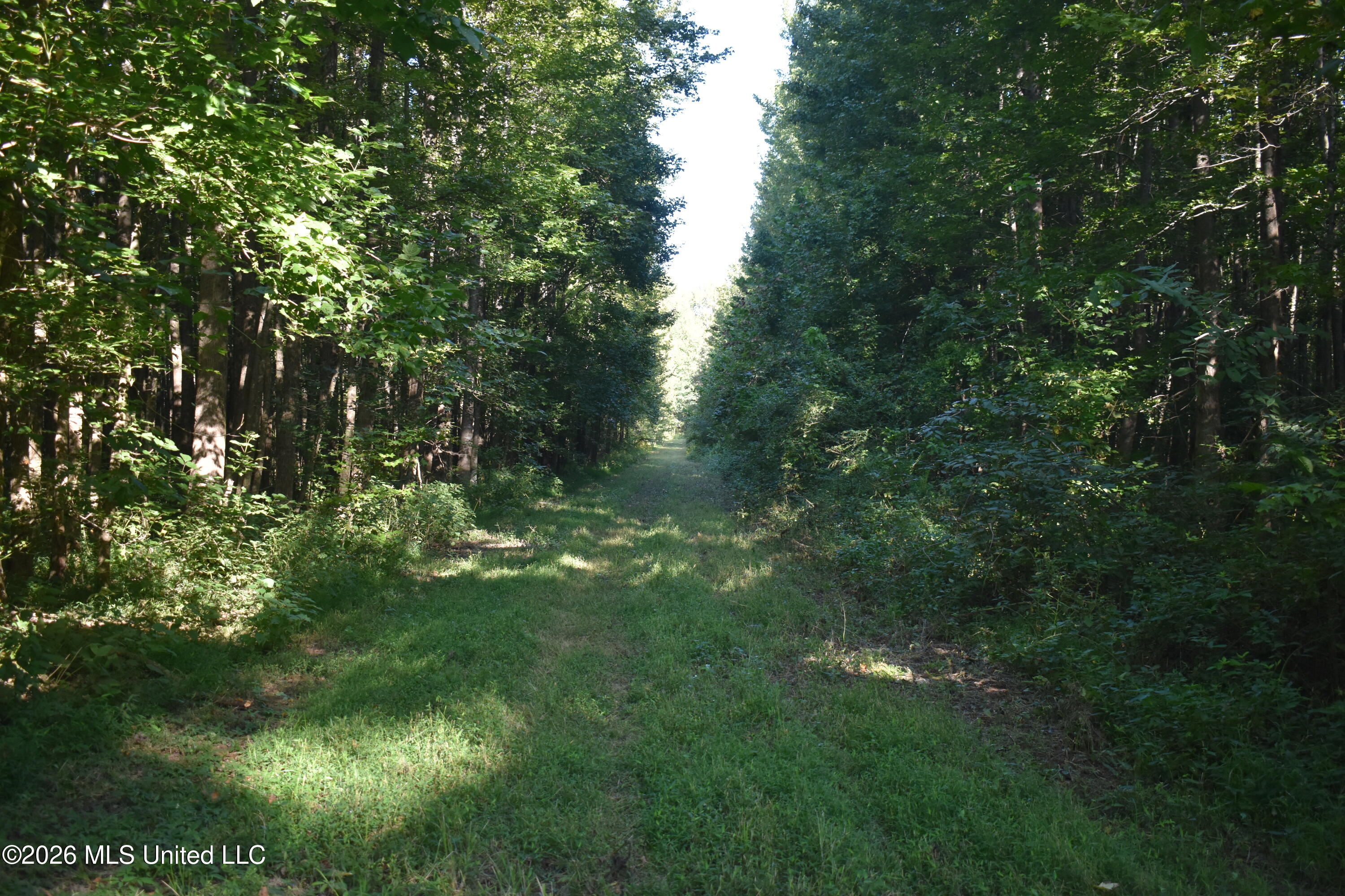 390 Old Panola Road Como, MS 38619 - Photo 19 of 71 DSC_0158