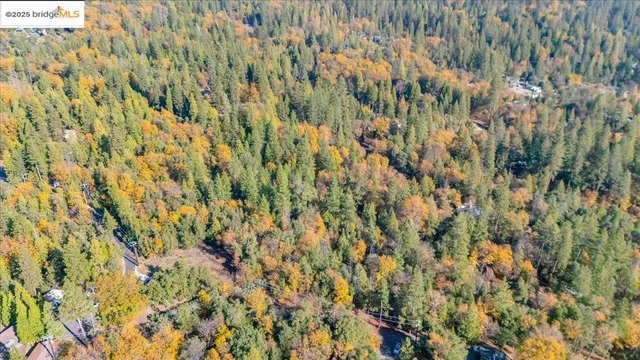 a view of a forest with a tree
