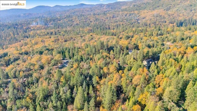 a view of a bunch of trees and bushes