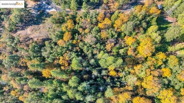 a view of yard with trees