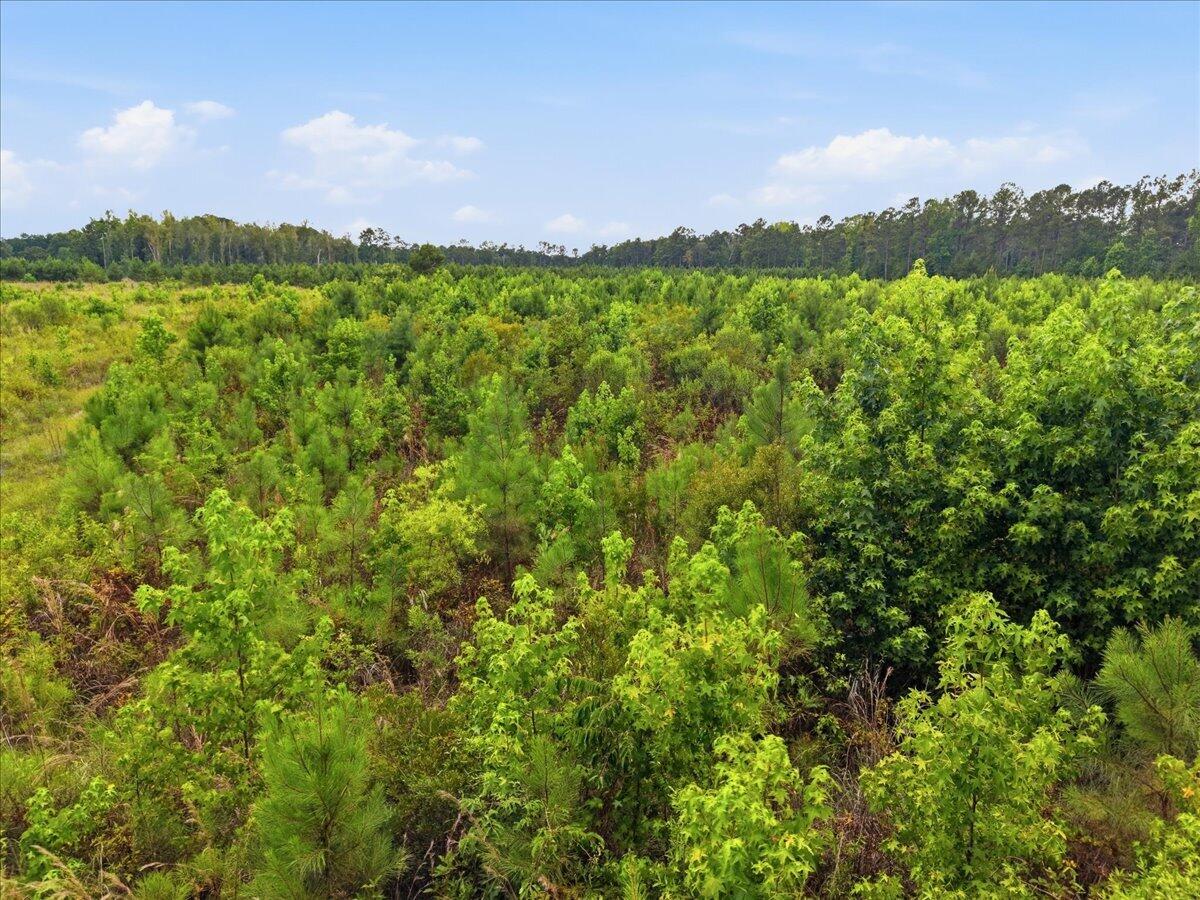 0 Adams Road Cottageville, SC 29435 - Photo 15 of 15 14-014