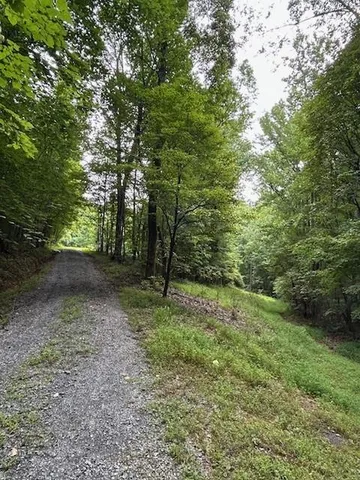 a view of a forest with trees in the background