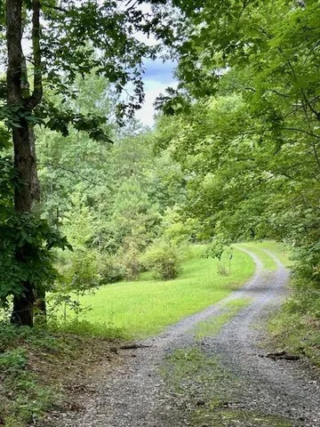 a view of a garden with a tree