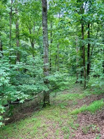 a view of a lush green forest