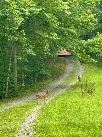 a view of a lake with a yard and large trees