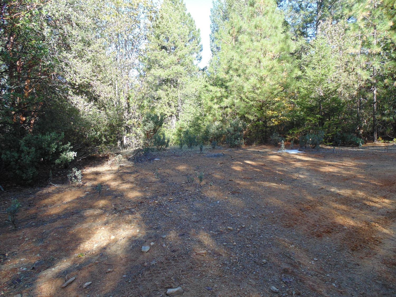 35 Balderston Road Georgetown, CA 95634 - Photo 29 of 37 a view of a forest with trees in the background