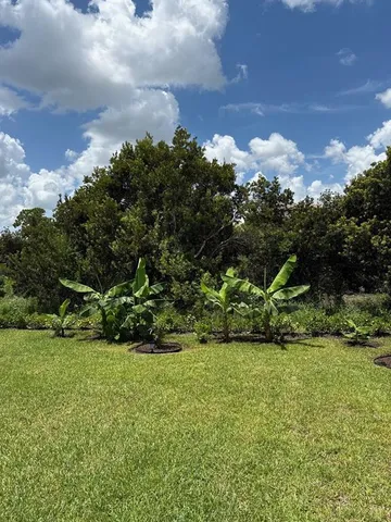 a view of a swimming pool with a lawn chairs and palm tree