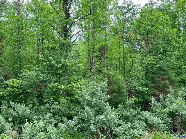 a view of a lush green forest