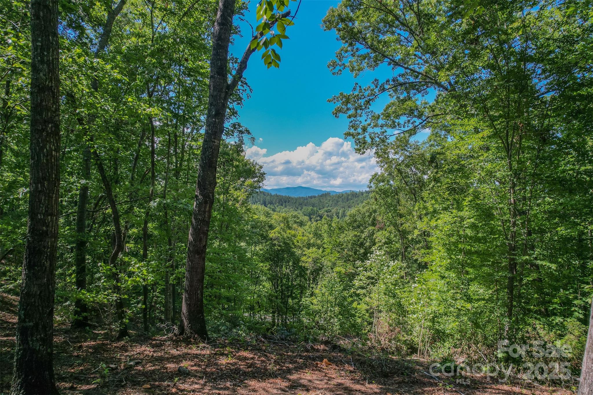 Lot 6 South Cross Creek Trail Mill Spring Mill Spring, NC 28756 - Photo 1 of 10 a view of a bunch of trees