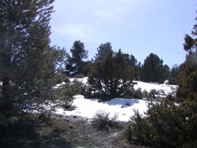 2575 Cartwright Road Reno, NV 89521 - Photo 1 of 3 a view of snow covered with trees