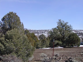 2575 Cartwright Road Reno, NV 89521 - Photo 2 of 3 a view of a forest