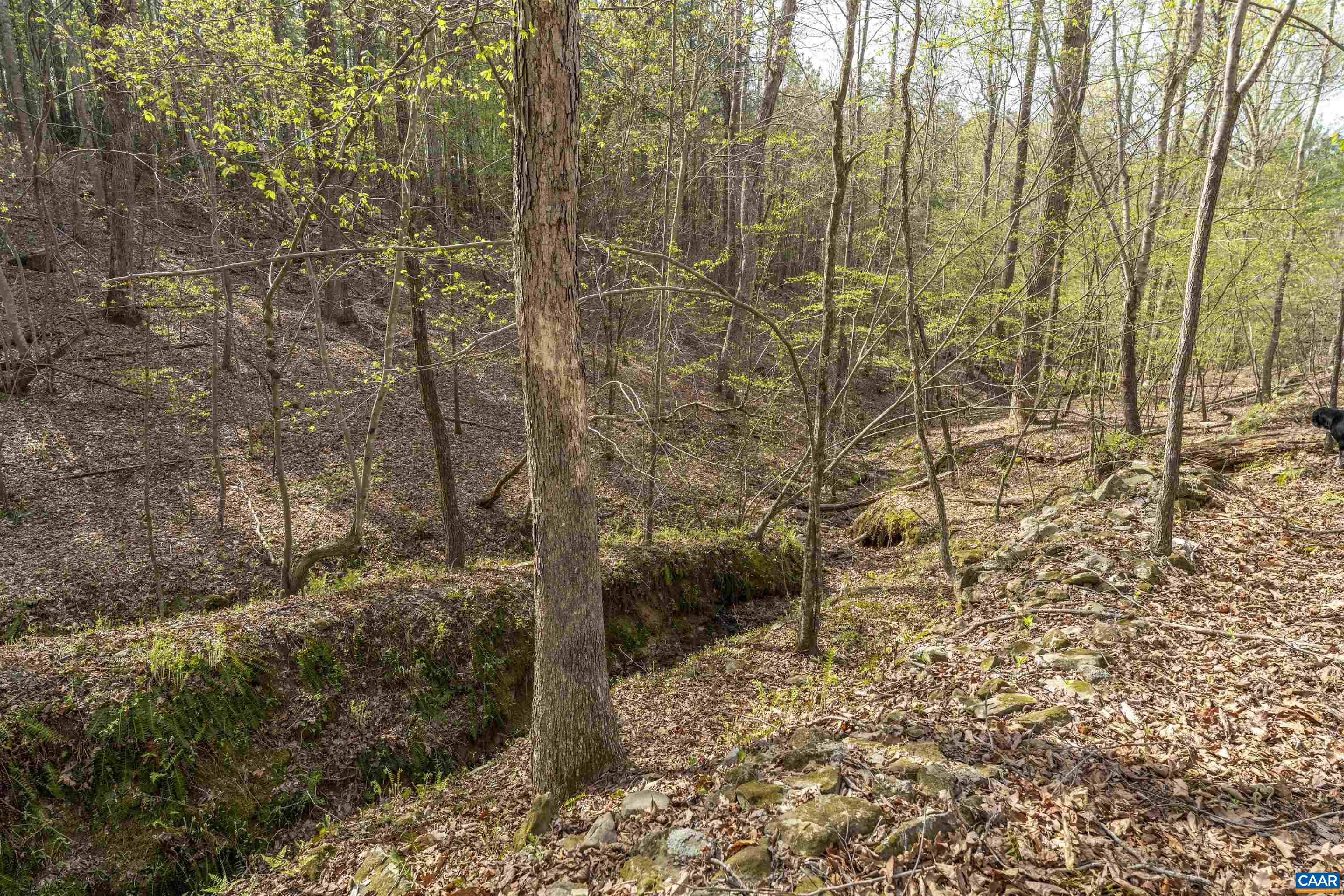 Tbd Black Hill Road Rixeyville, VA 22737 - Photo 23 of 40