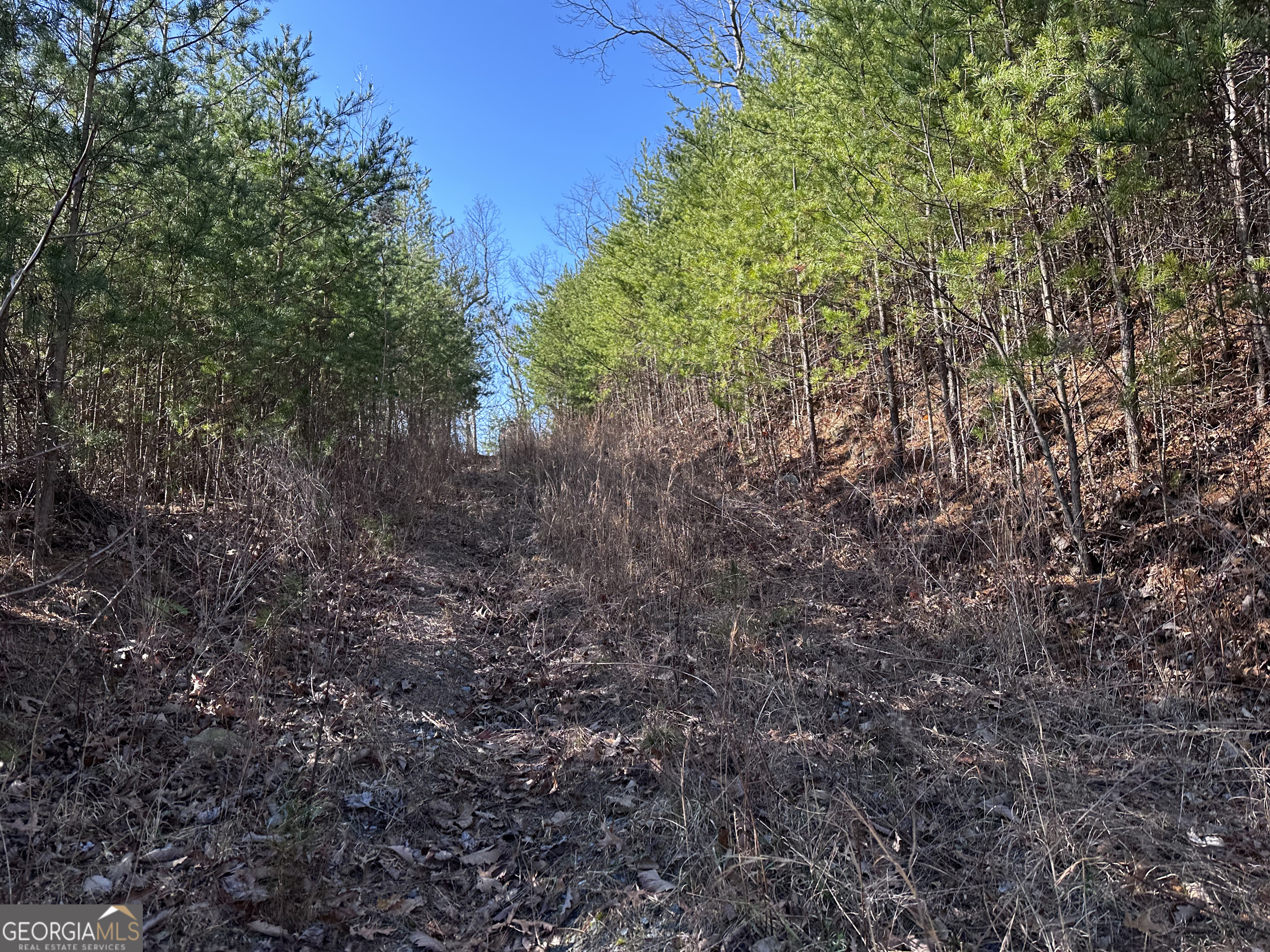 246 Andes Ridge Jasper, GA 30143 - Photo 30 of 39 a view of a yard with plants and trees