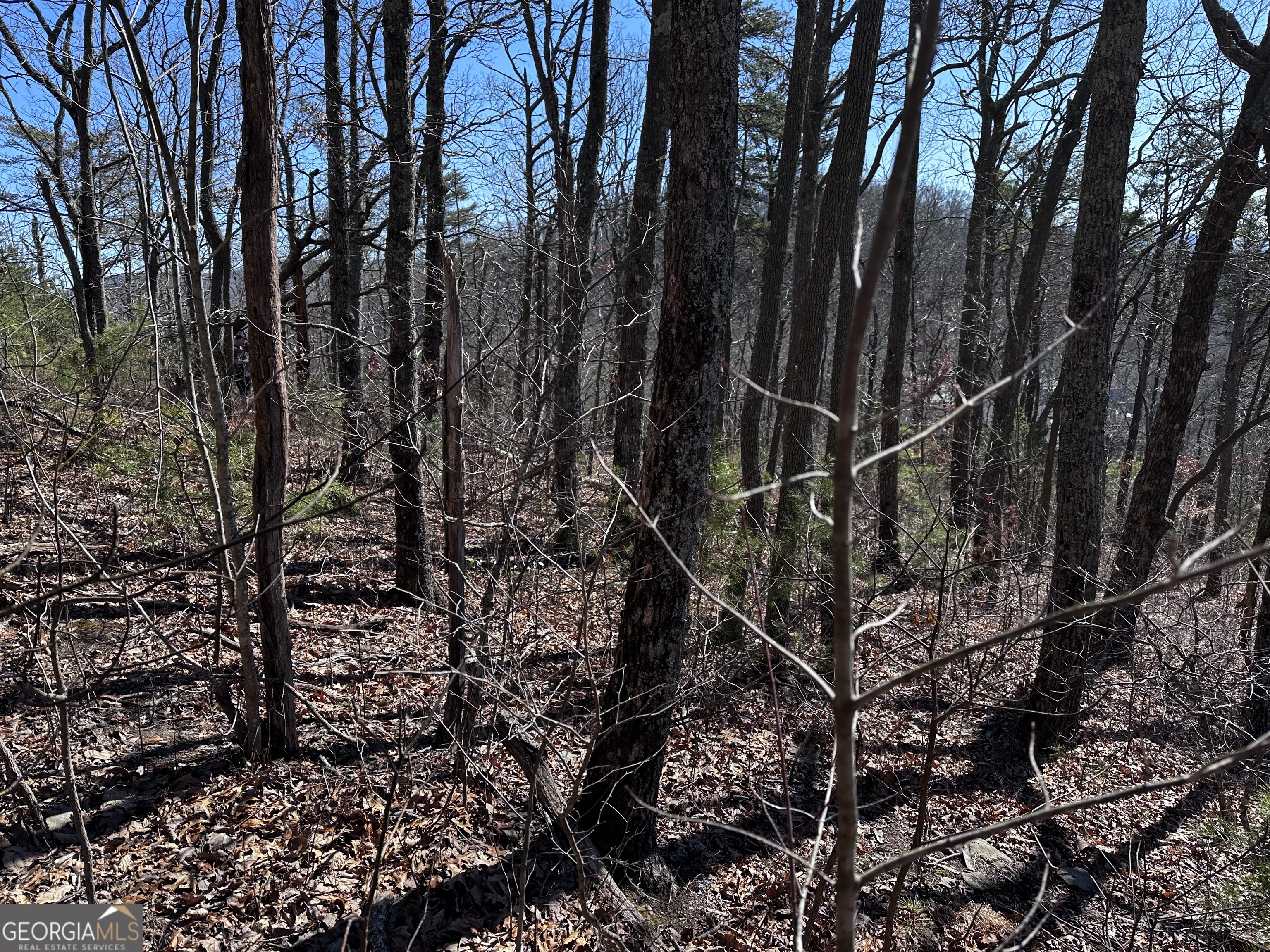 246 Andes Ridge Jasper, GA 30143 - Photo 38 of 39 a view of a forest with a tree