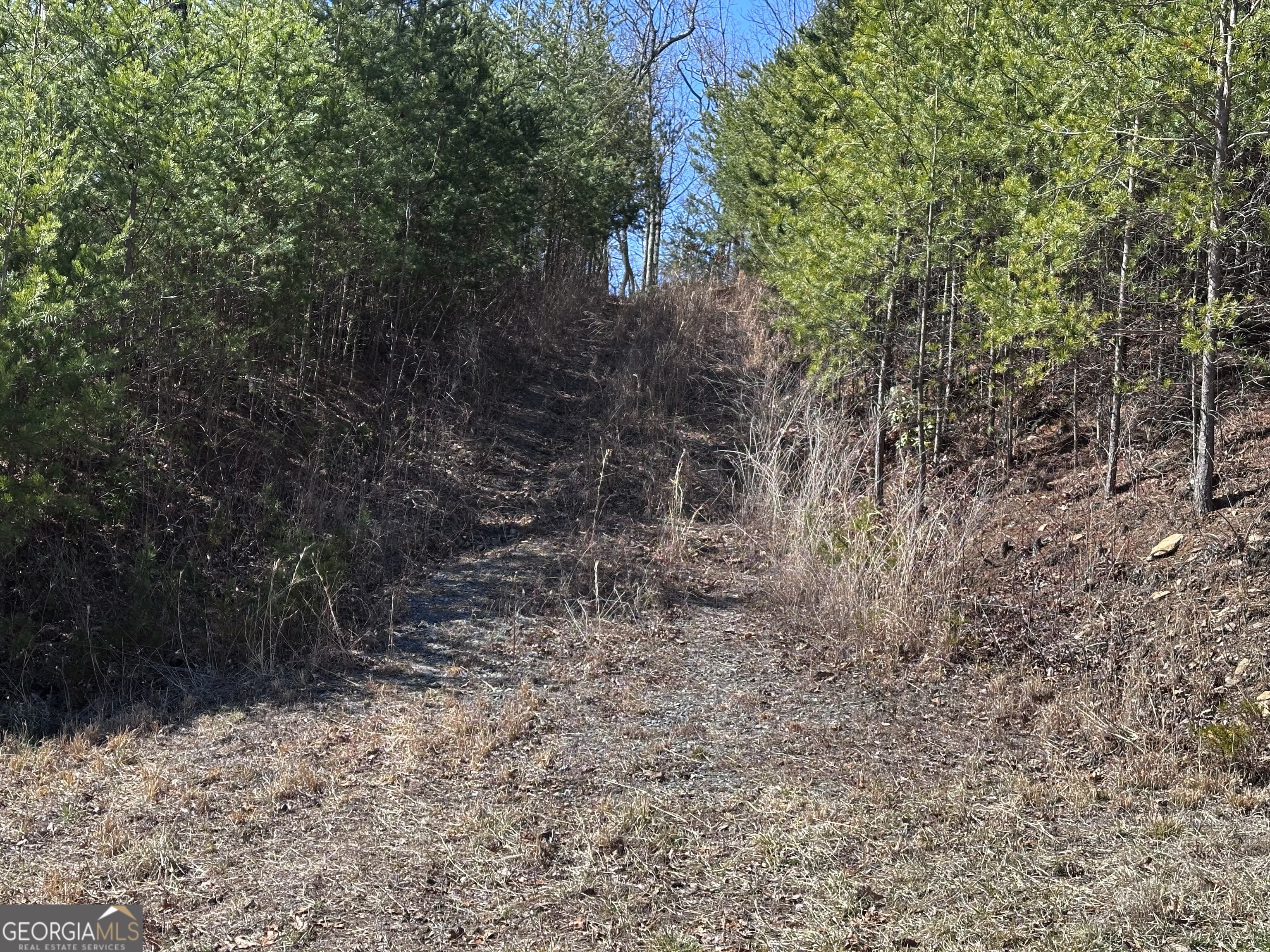 246 Andes Ridge Jasper, GA 30143 - Photo 39 of 39 a view of a yard with plants and trees