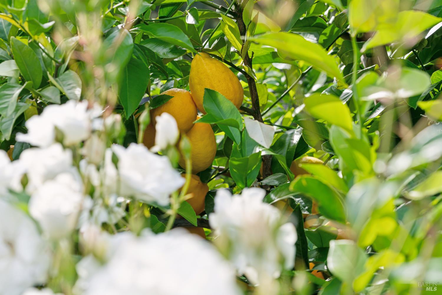 4990 Lakepointe Circle Santa Rosa, CA 95403 - Photo 76 of 77