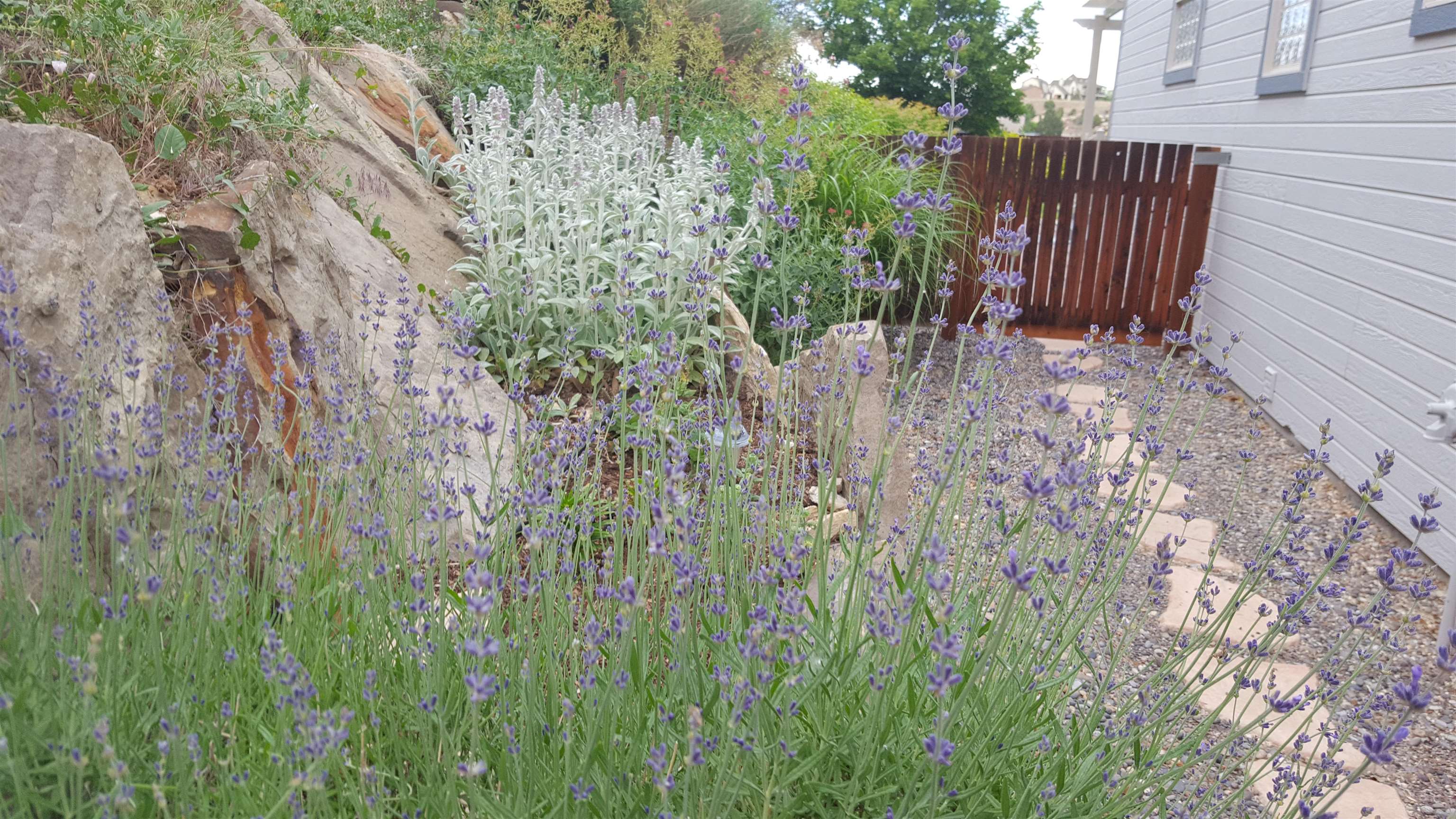 2344 1/2 Rattlesnake Court Grand Junction, CO 81507 - Photo 32 of 36 a view of a back yard