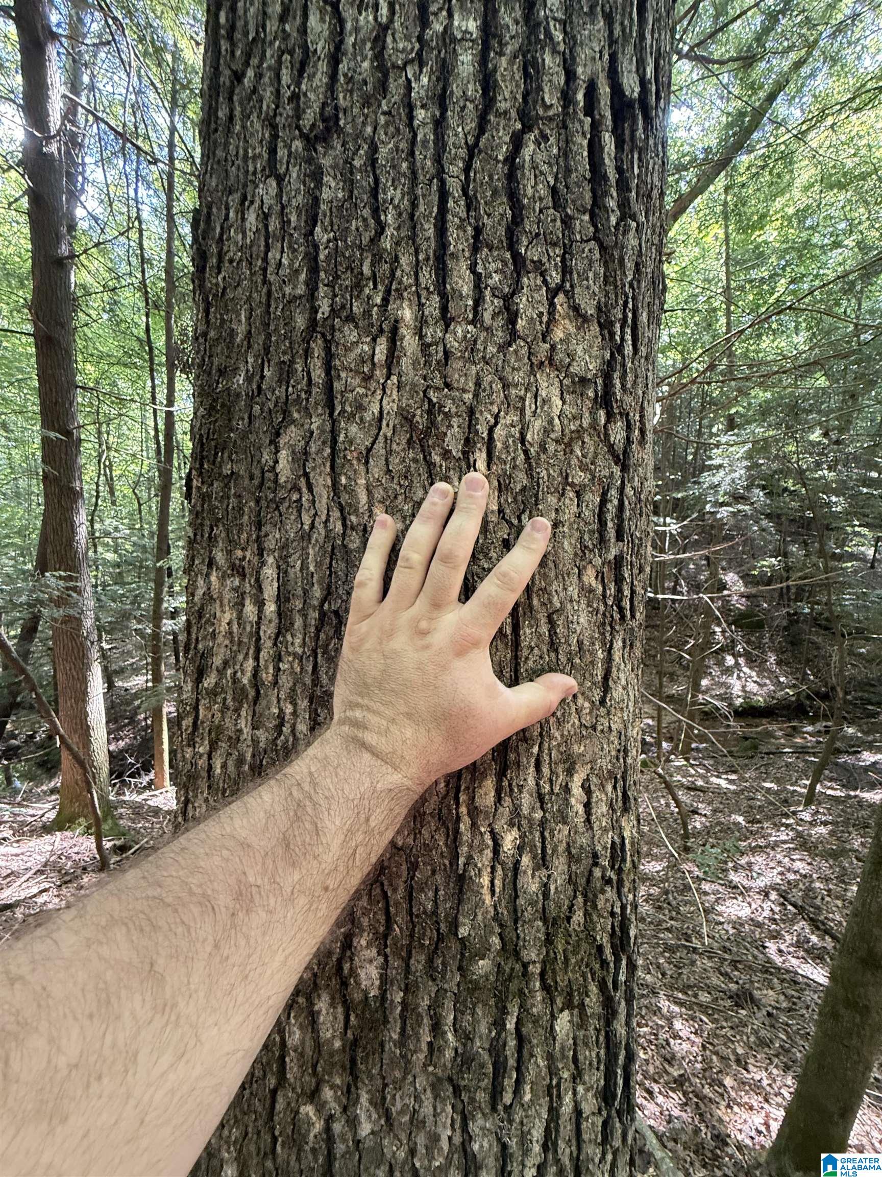 2 County Road 2, Unit 50 / ACRES Double Springs, AL 35553 - Photo 37 of 79