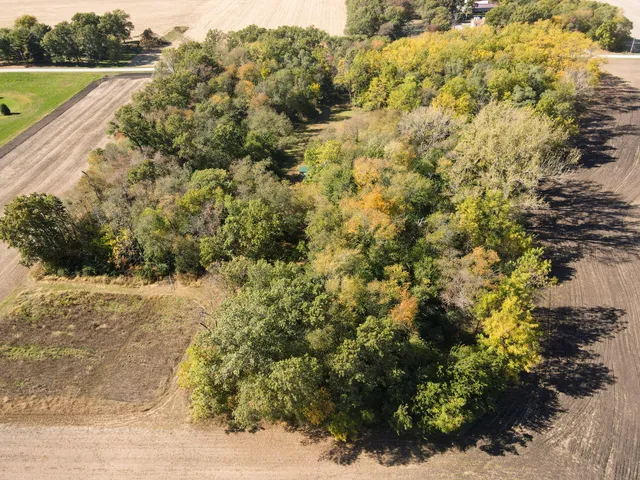 a view of a yard with plants and large trees