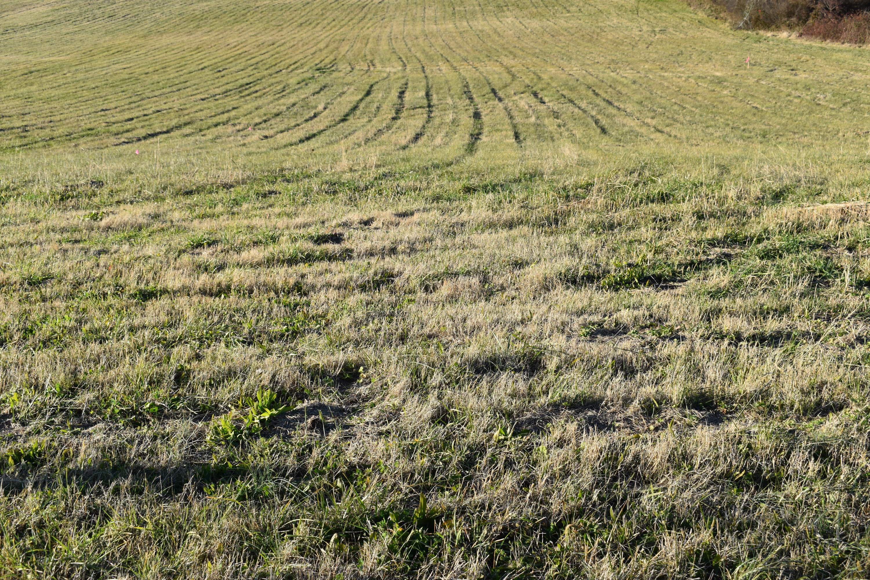 Lot 2 McCleary Road Sevierville, TN 37876 - Photo 1 of 2 DSC_0017