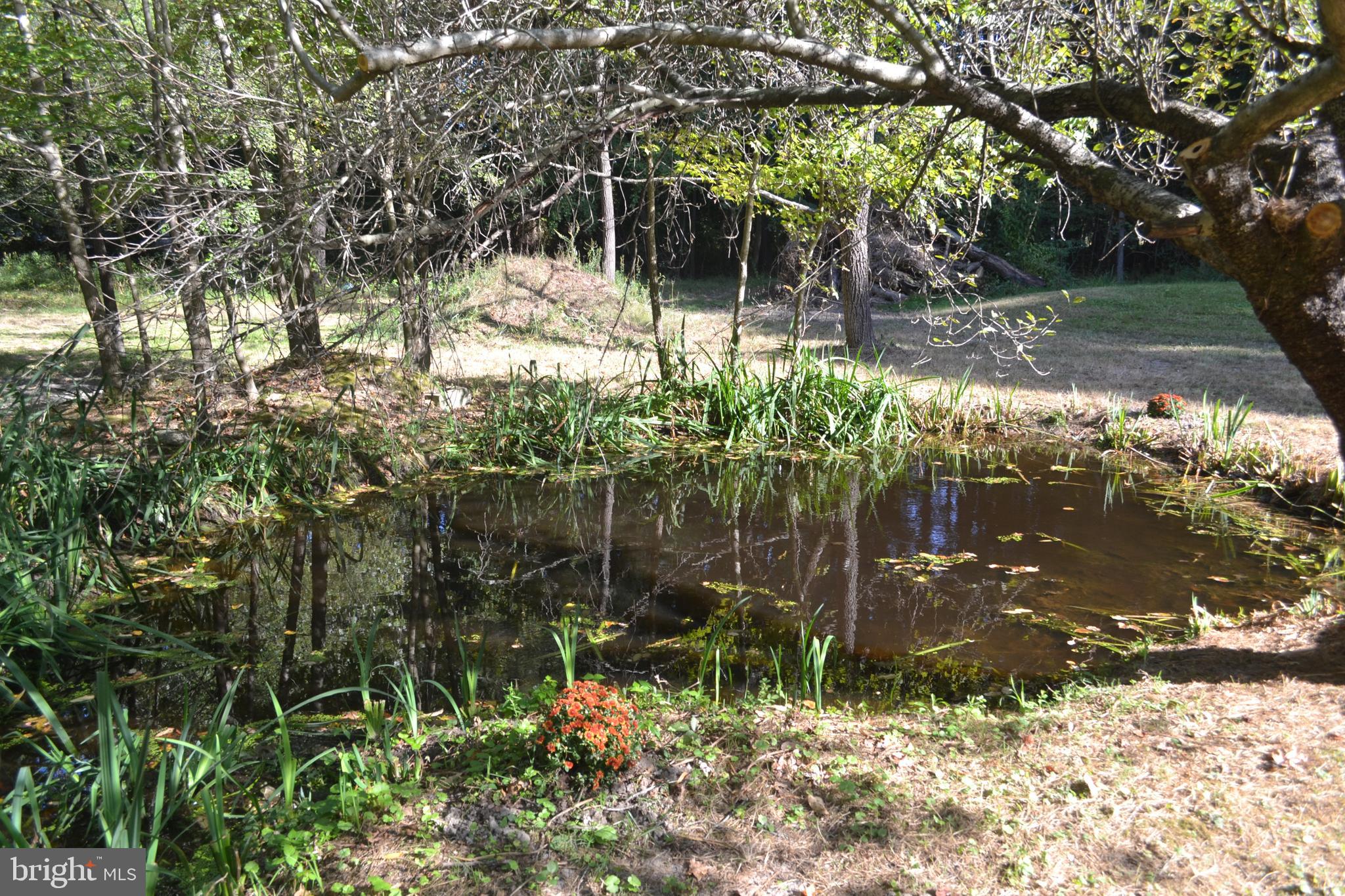 23261 Bush Neck Road Bozman, MD 21612 - Photo 24 of 27 A small pond