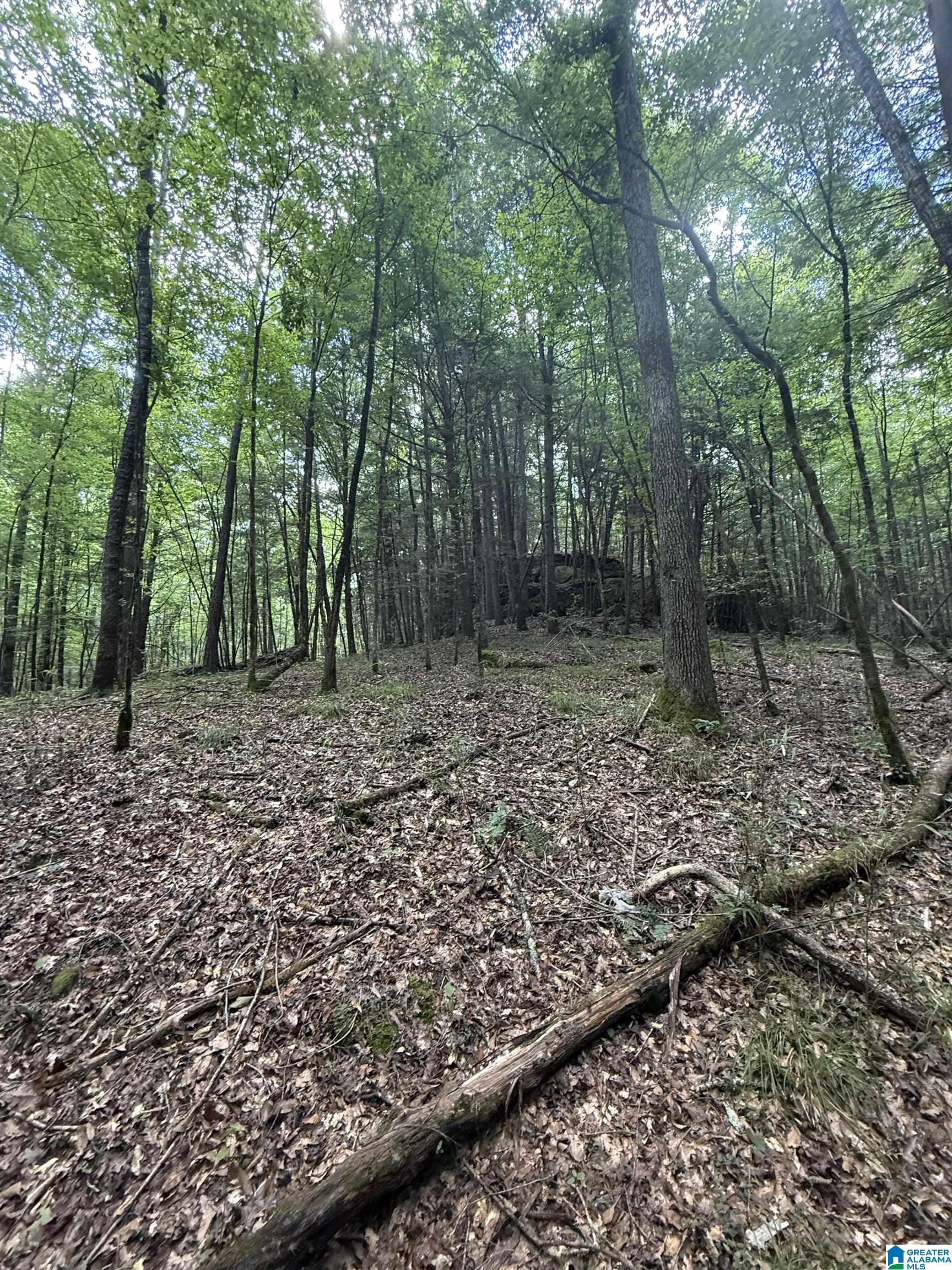 2 County Road 2, Unit 50 / ACRES Double Springs, AL 35553 - Photo 70 of 79