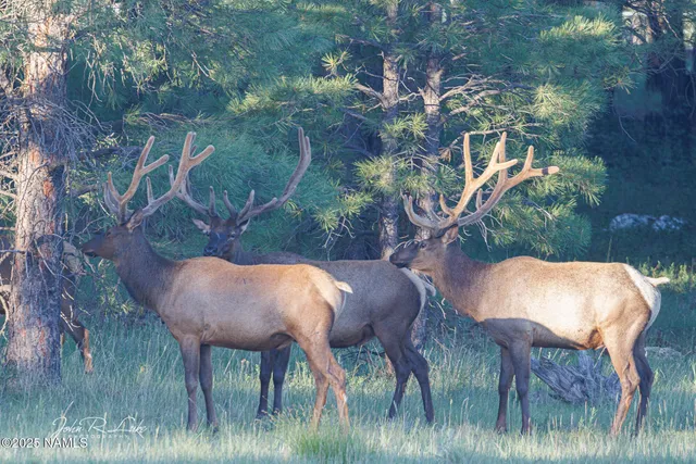 $750,000 | 867 Crestview Drive, Mormon Lake, AZ 86038