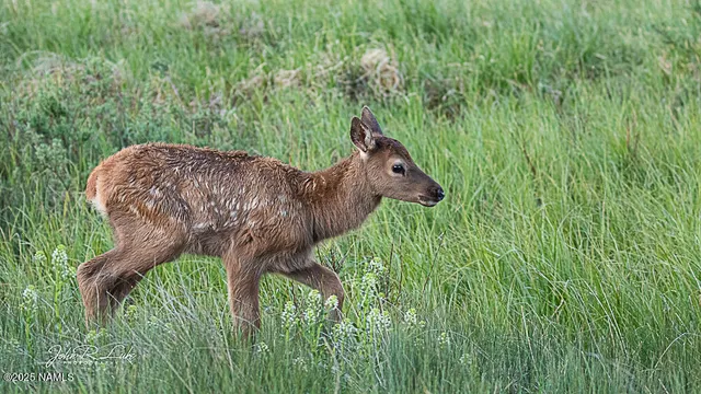 $750,000 | 867 Crestview Drive, Mormon Lake, AZ 86038