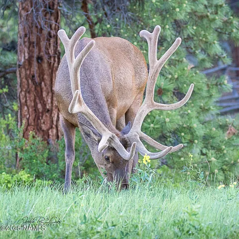 $750,000 | 867 Crestview Drive, Mormon Lake, AZ 86038