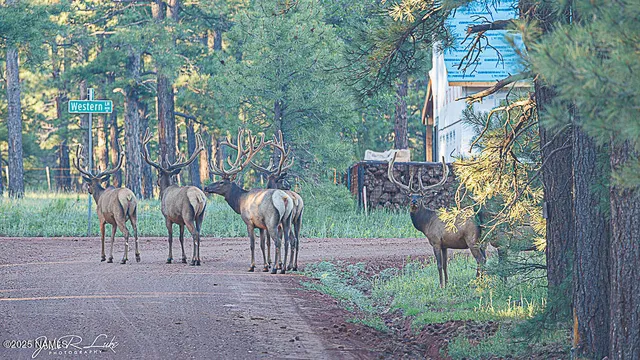 $750,000 | 867 Crestview Drive, Mormon Lake, AZ 86038