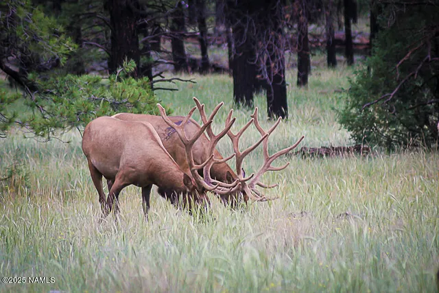 $750,000 | 867 Crestview Drive, Mormon Lake, AZ 86038