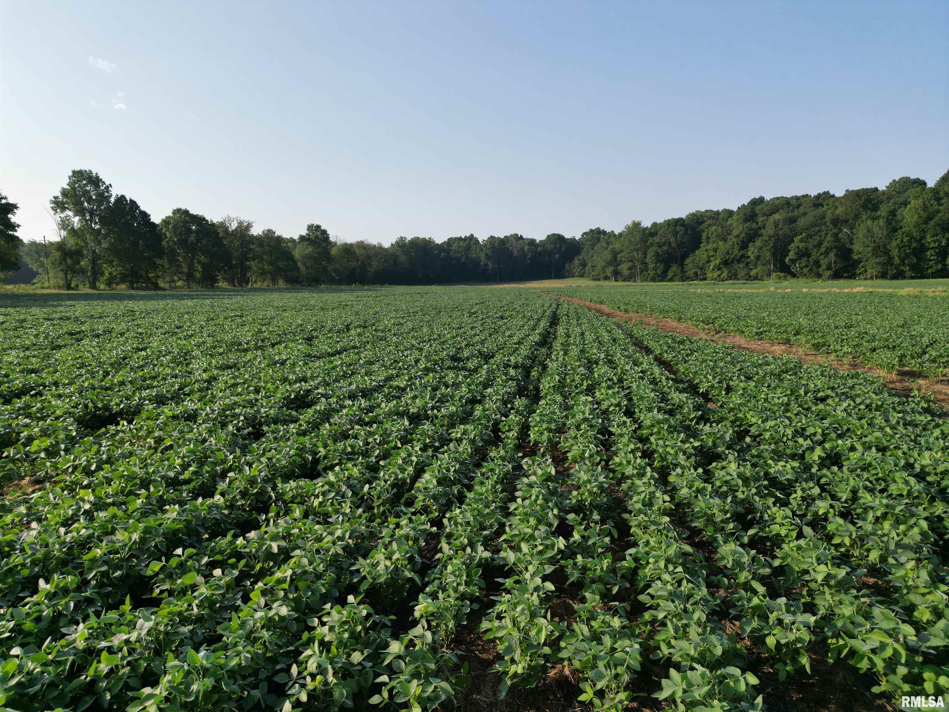 0 Old Bloomfield Road Vienna, IL 62995 - Photo 12 of 51