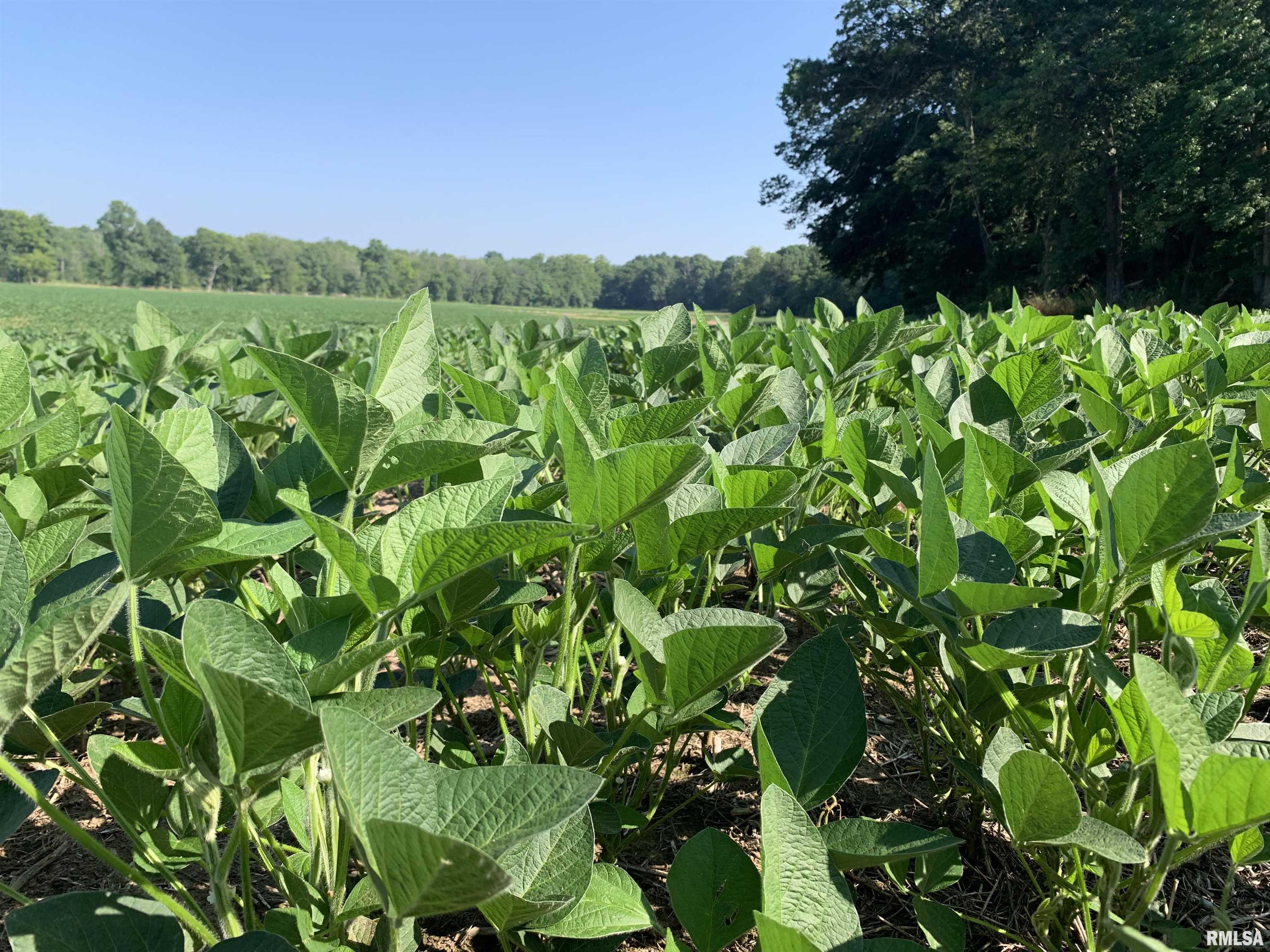 0 Old Bloomfield Road Vienna, IL 62995 - Photo 15 of 51