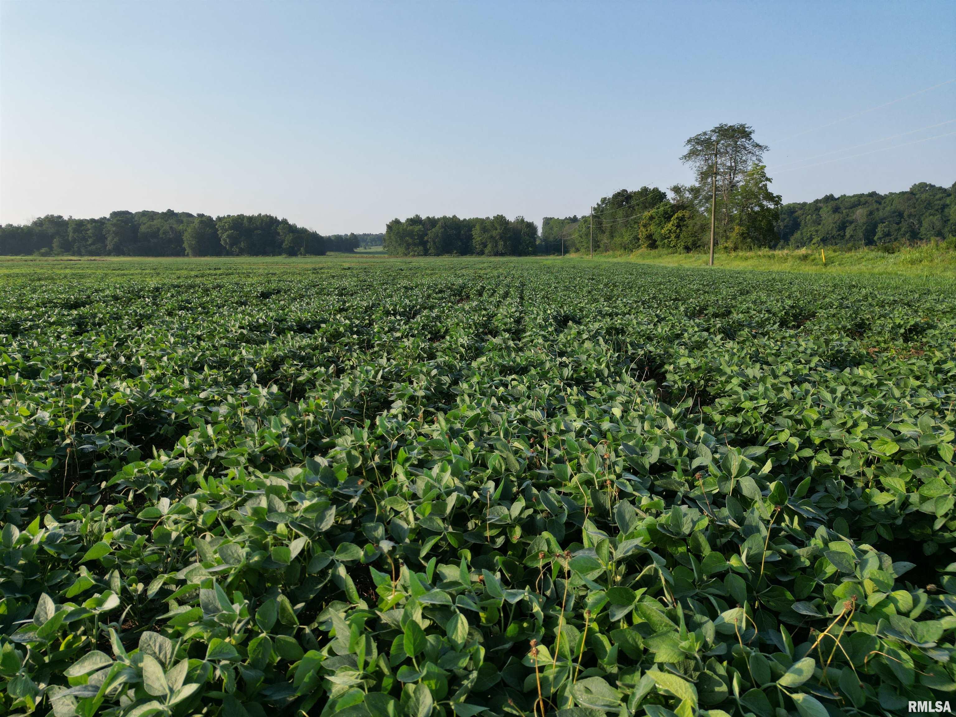 0 Old Bloomfield Road Vienna, IL 62995 - Photo 26 of 51