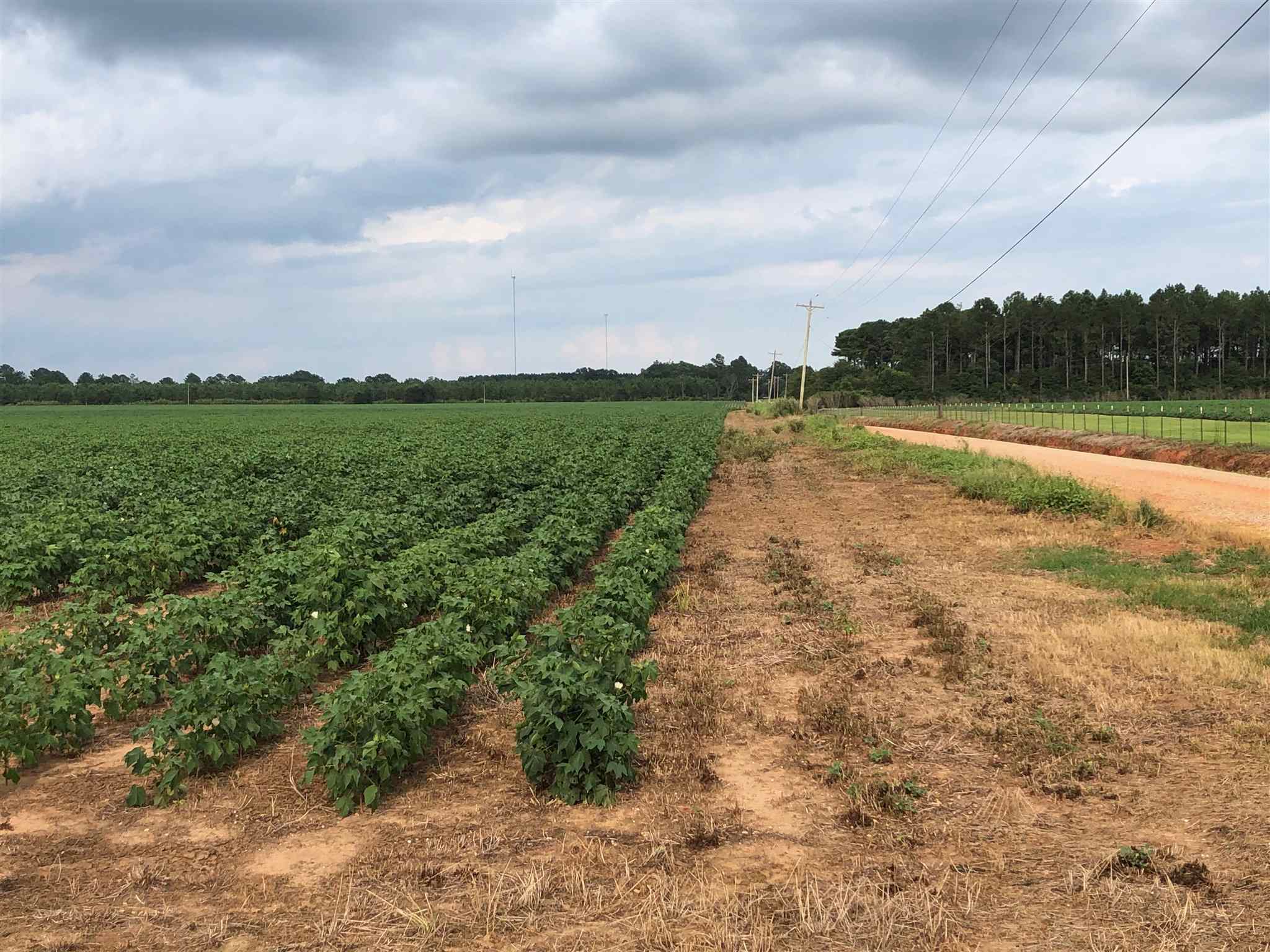 0 Hinote Glass Road Loxley, AL 36551 - Photo 5 of 9