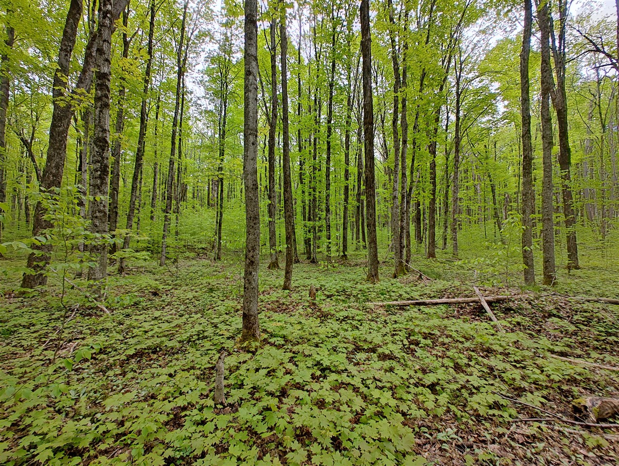 Vl Covert Road Northeast Mancelona, MI 49659 - Photo 12 of 22