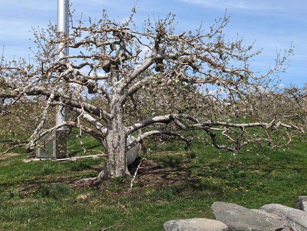 22 Wildwood Road Stow, MA 01775 - Photo 29 of 35 a view of a tree in a yard