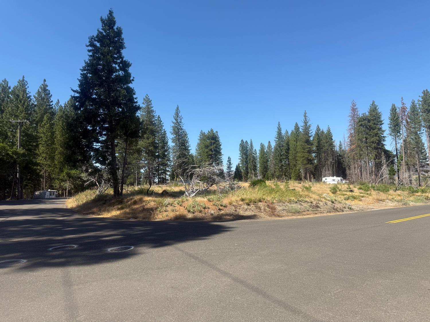 9981 Grizzly Flat Road Grizzly Flats, CA 95636 - Photo 14 of 18 a view of a yard with a large tree