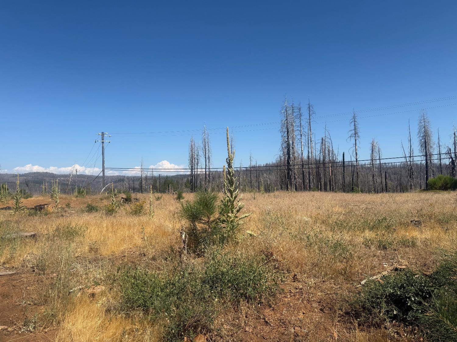 9981 Grizzly Flat Road Grizzly Flats, CA 95636 - Photo 5 of 18 a view of a backyard
