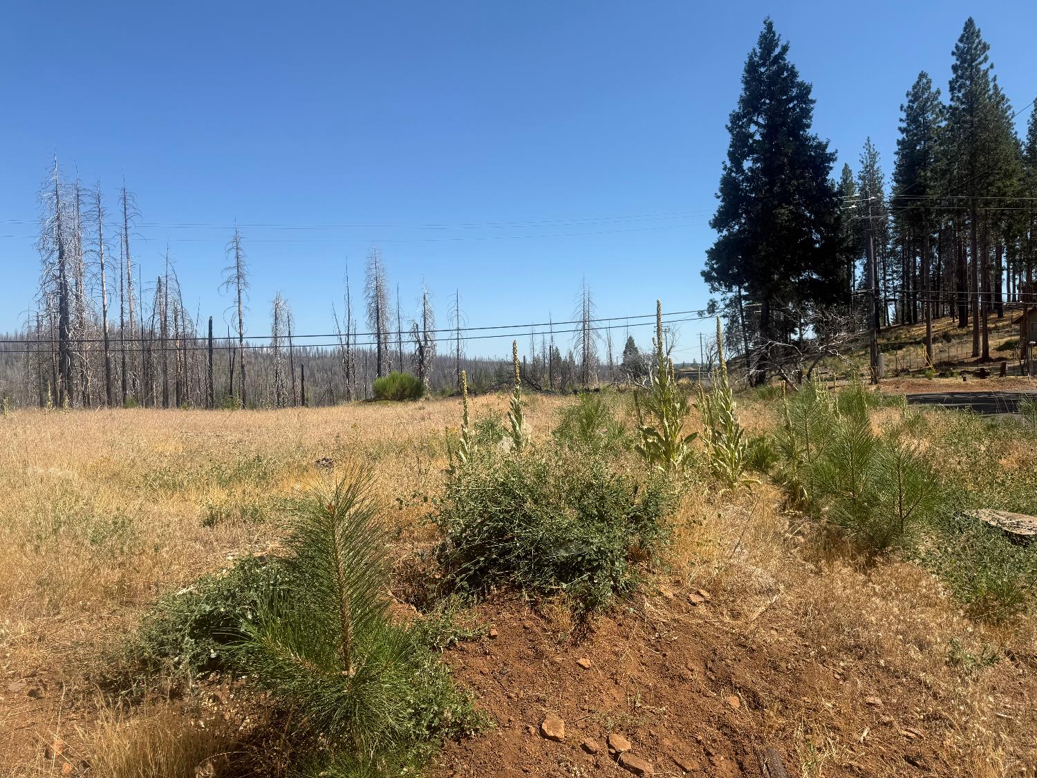 9981 Grizzly Flat Road Grizzly Flats, CA 95636 - Photo 6 of 18 a view of swimming pool with a yard and trees