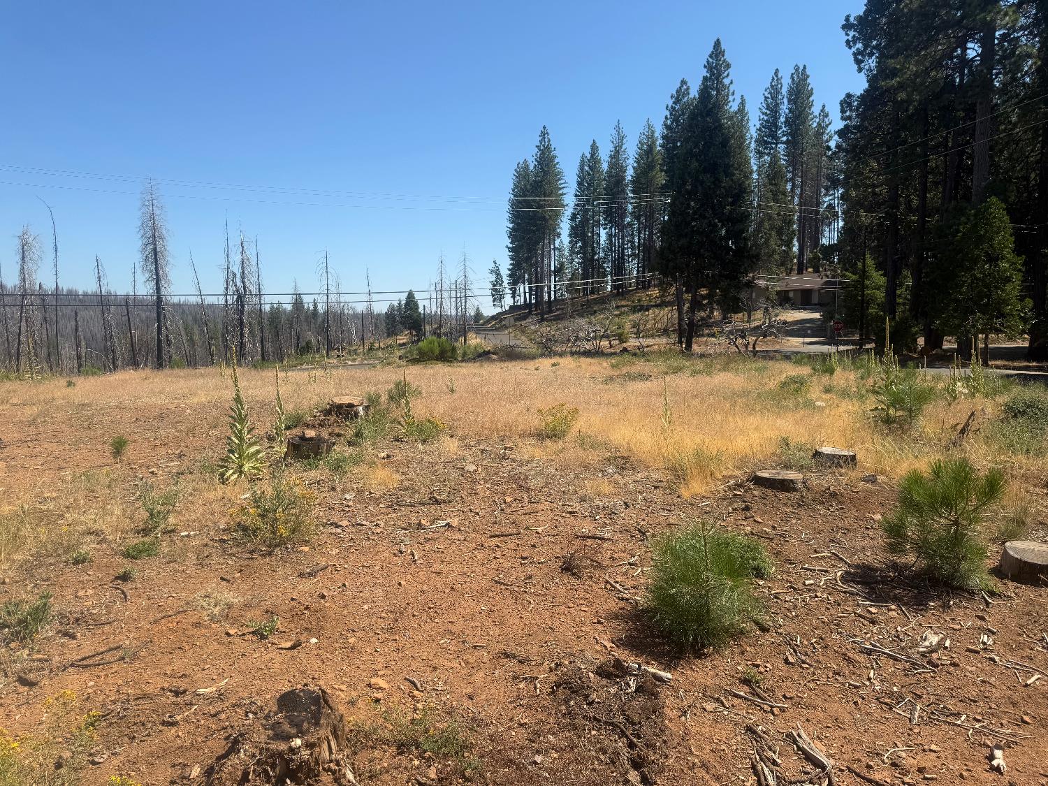 9981 Grizzly Flat Road Grizzly Flats, CA 95636 - Photo 9 of 18 a view of outdoor space with trees