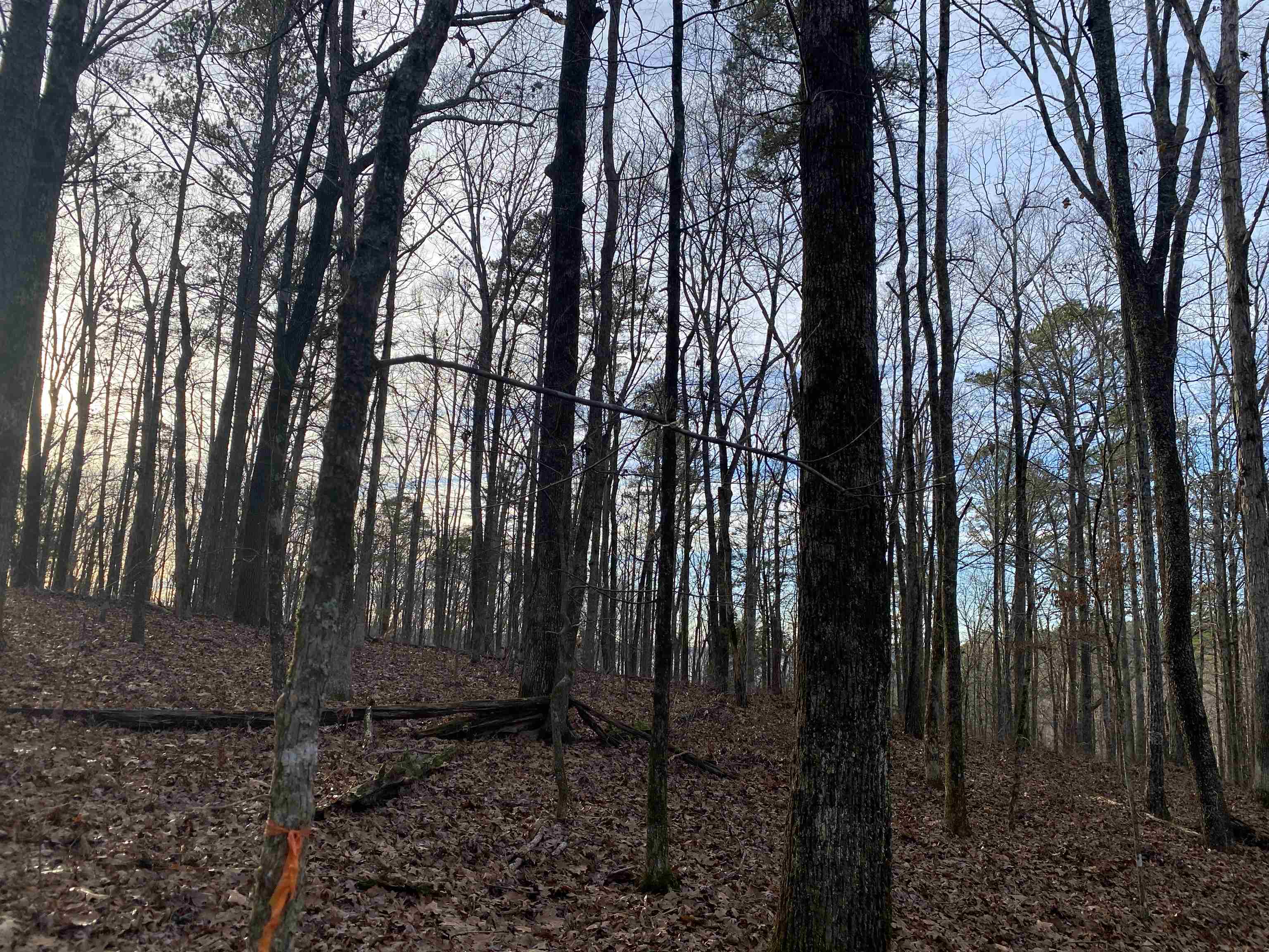 0 Bruton Branch Road Savannah, TN 38372 - Photo 11 of 22 a view of backyard with green space