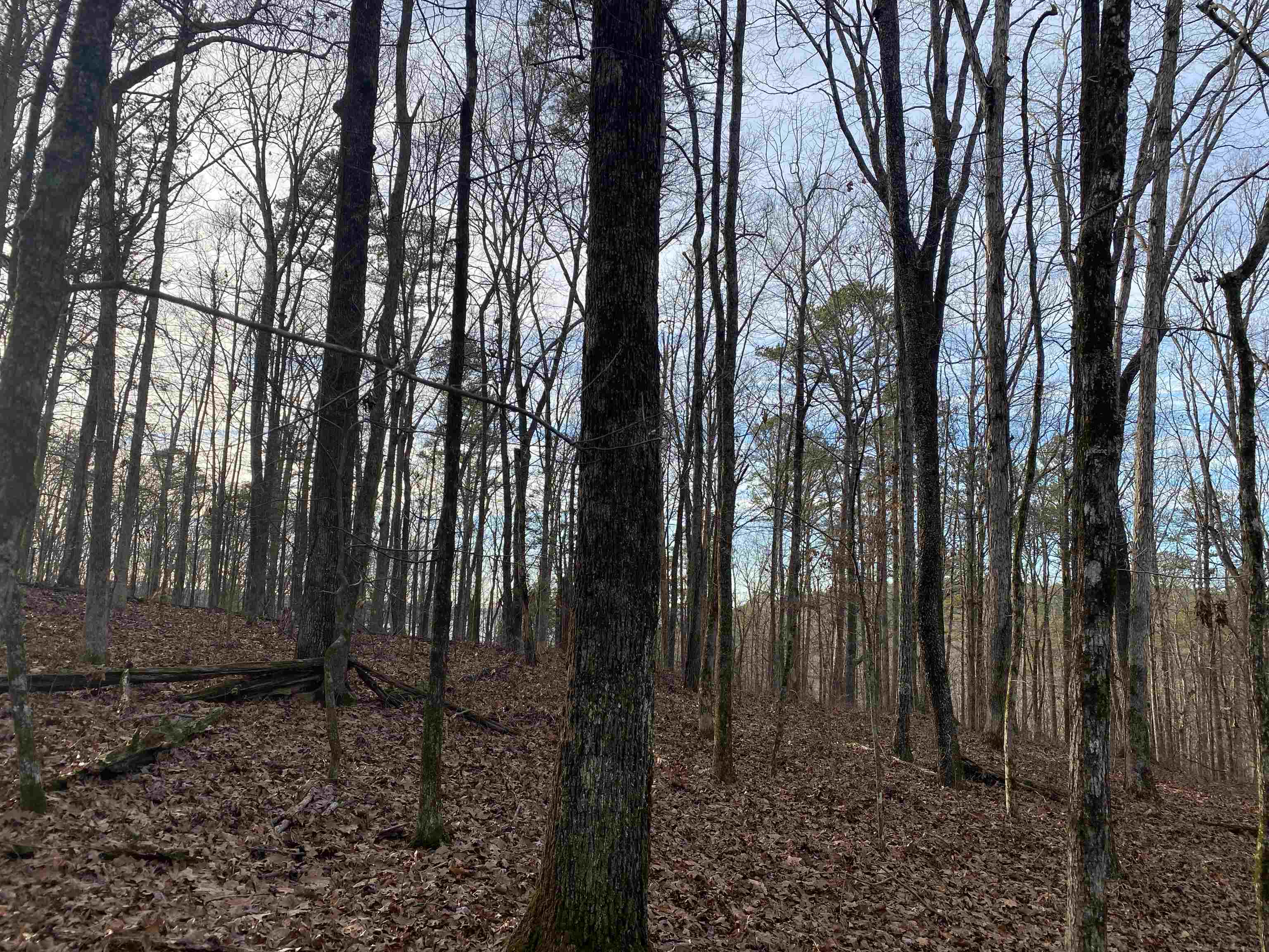 0 Bruton Branch Road Savannah, TN 38372 - Photo 12 of 22 a view of a backyard